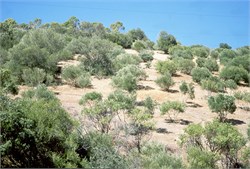 Cheaper Wild Olive Control Method Shows Promise